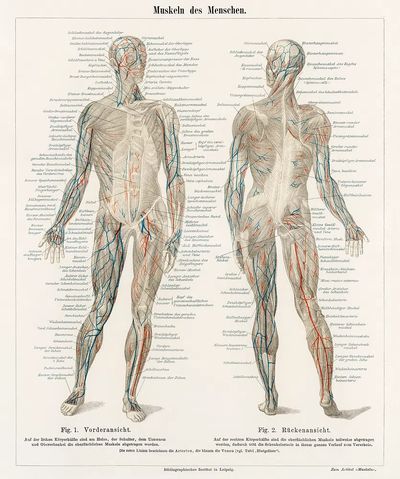 antique lithograph human musculature system. poster