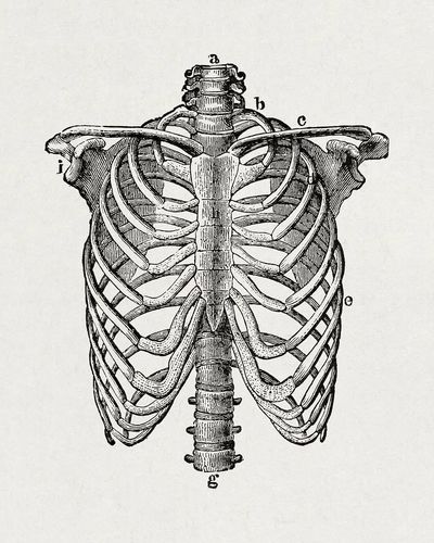human body. beginner's text-book anatomy. poster print