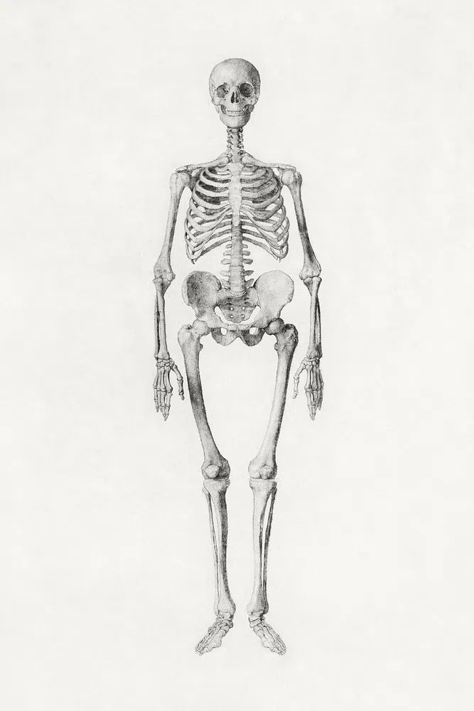 Human Skeleton, Anterior View. poster — illustration art