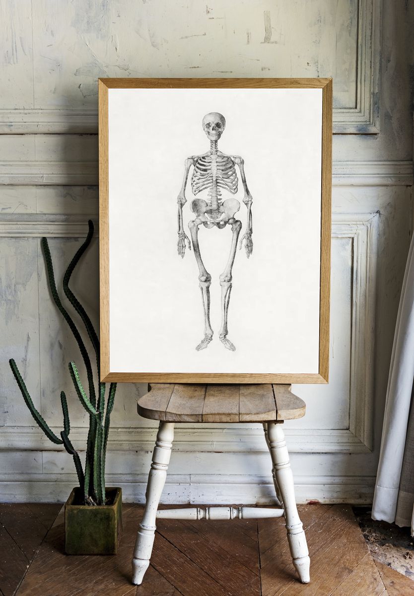 Human Skeleton, Anterior View. — room view 1