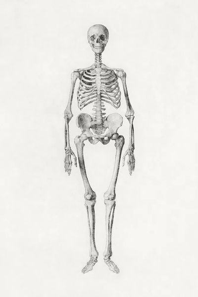 Human Skeleton, Anterior View. poster print