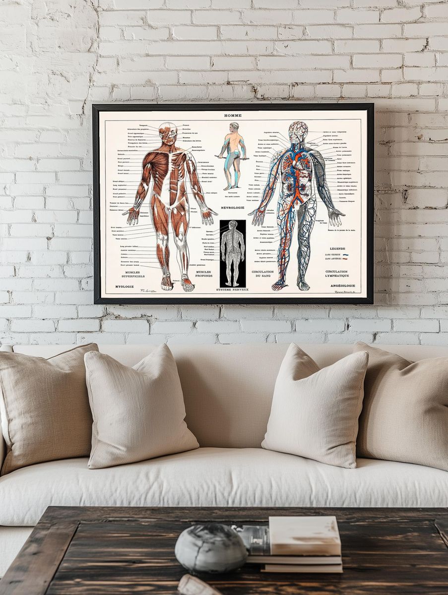 antique illustration human nervous system. — room view 1