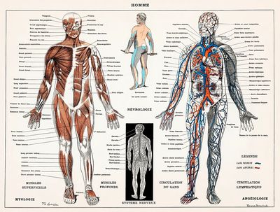 antique illustration human nervous system. poster print