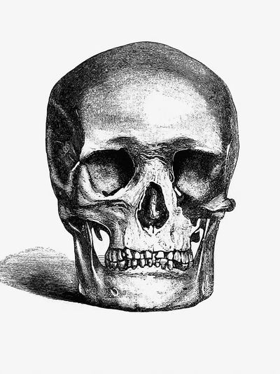 Vintage European style skull engraving. poster print