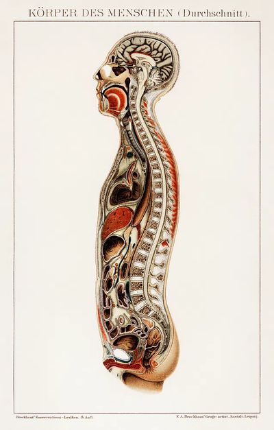 Korpers Des Menschen (1898), antique. poster print
