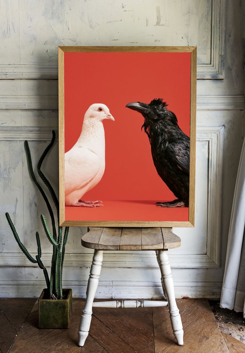 White Dove and Raven Photography Poster. — room view 1