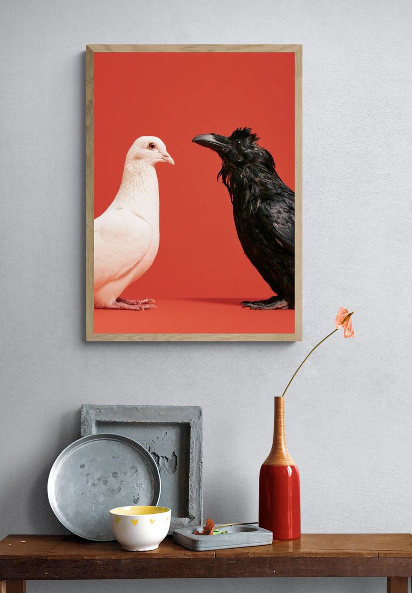 White Dove and Raven Photography Poster. — room view 3
