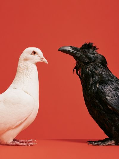 White Dove and Raven Photography Poster. poster