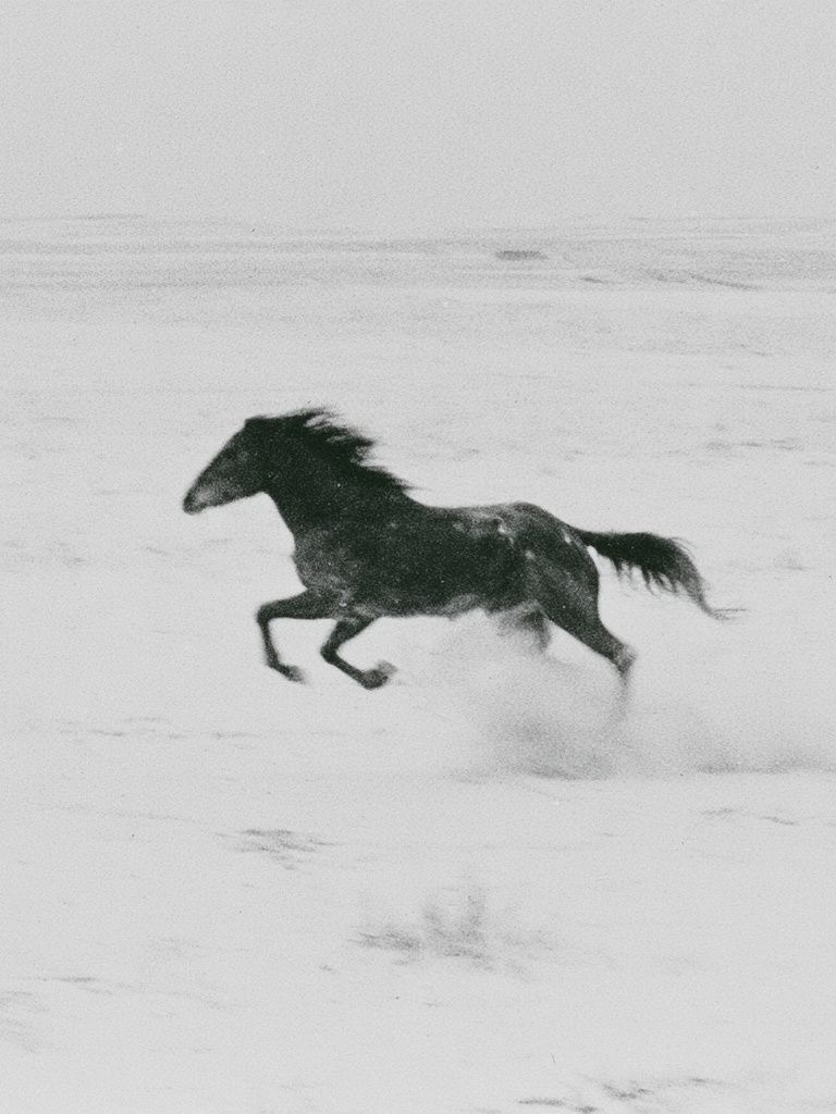 Running Horse Black-White Poster. poster detail