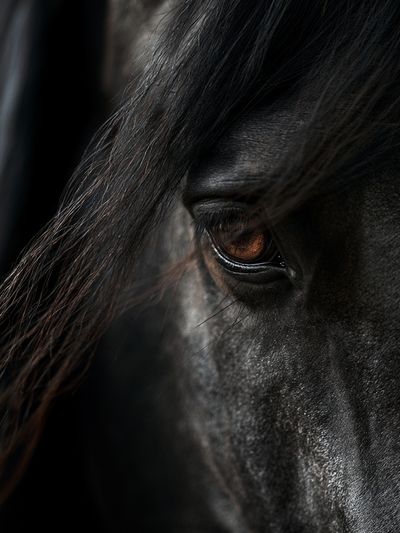 Black Horse Portrait Print. poster