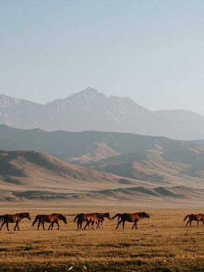 Wild Horses in Mountain Valley Poster. poster