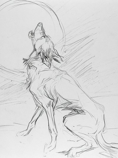 Howling Wolf Sketch Poster. poster