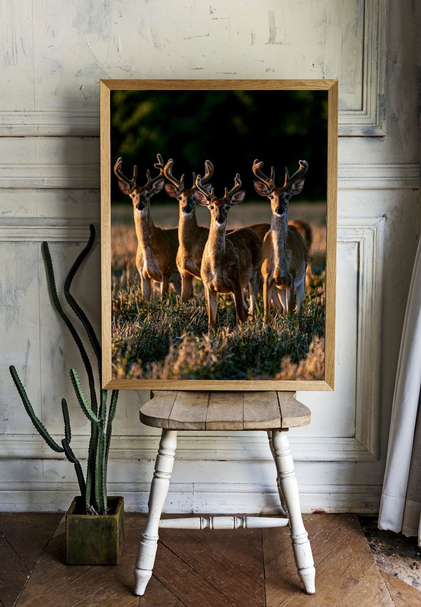 Deer in Golden Field Photography Poster. — room view 1