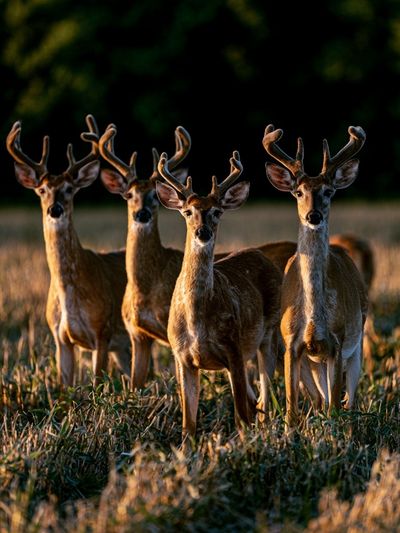 Deer in Golden Field Photography Poster. poster