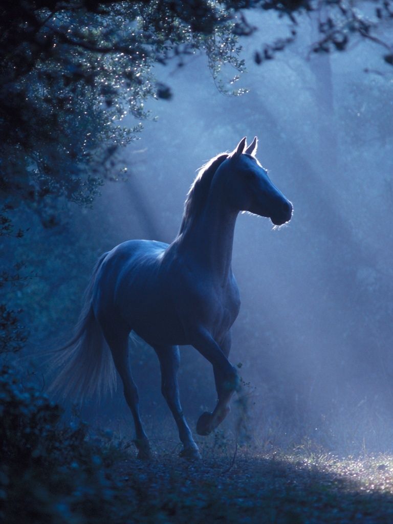 Moonlit Horse Forest Photography Poster. poster detail