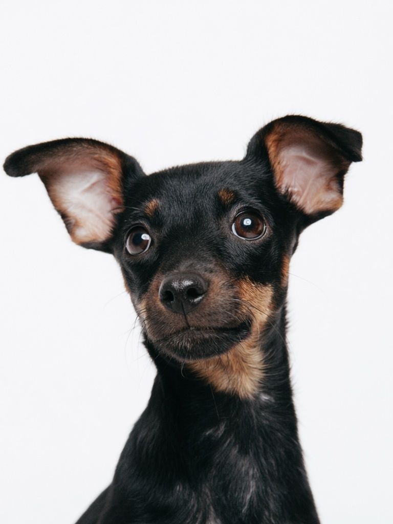 Curious Puppy Portrait Print. poster detail