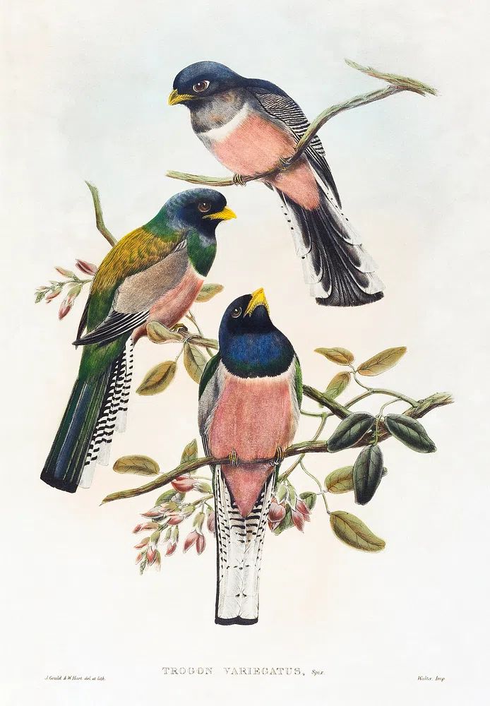 Trogan variegatus (1804–1908) print high. poster — animals art