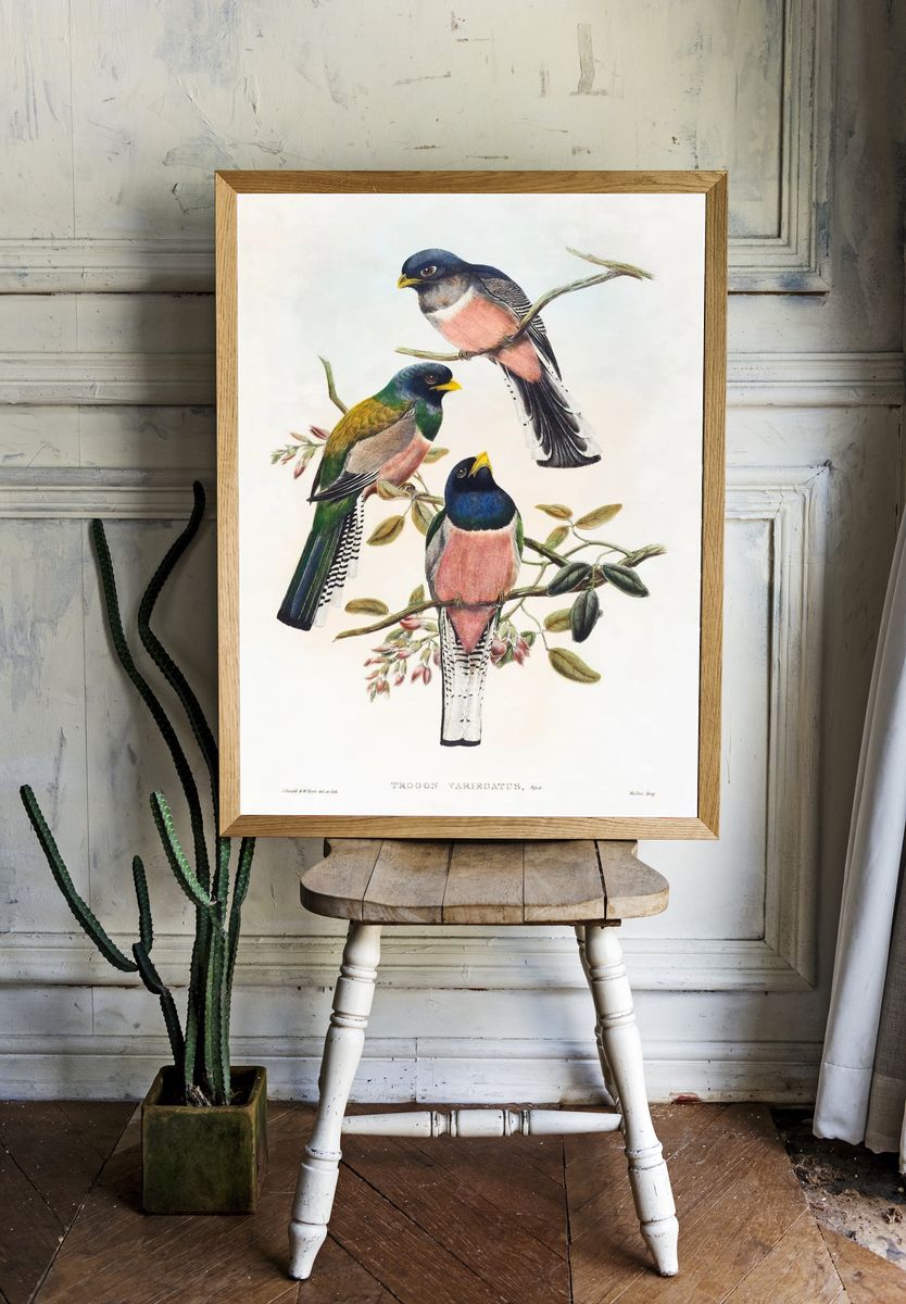 Trogan variegatus (1804–1908) print high room preview