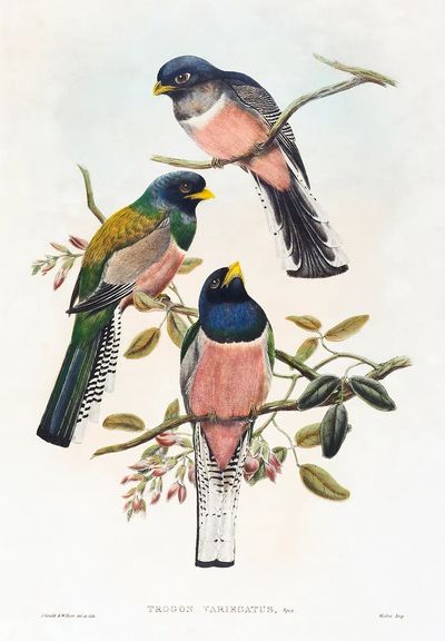 Trogan variegatus (1804–1908) print high. poster