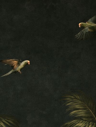 Tropical Parrots in Flight Poster. poster