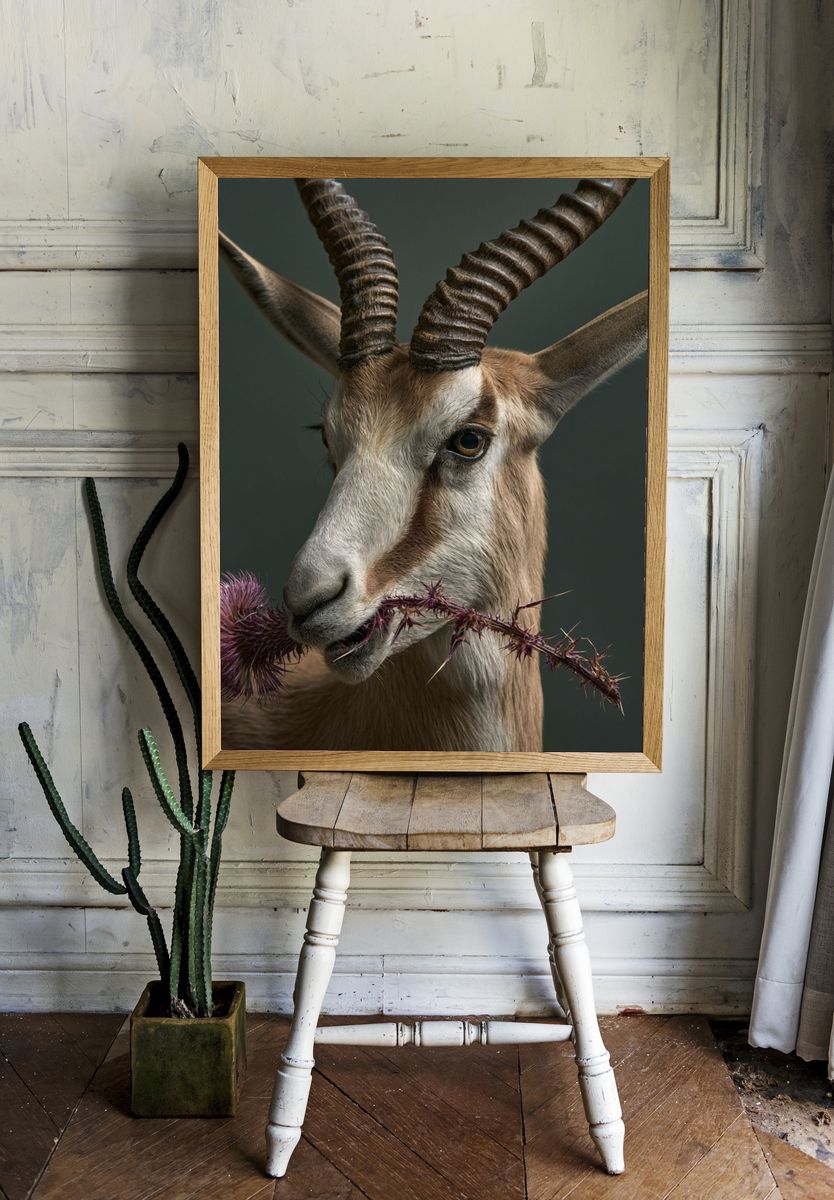 Antelope Portrait Photography Poster. — room view 1