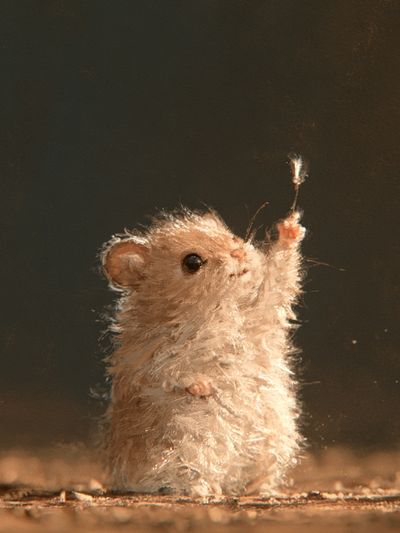 Curious Mouse Portrait Print. poster