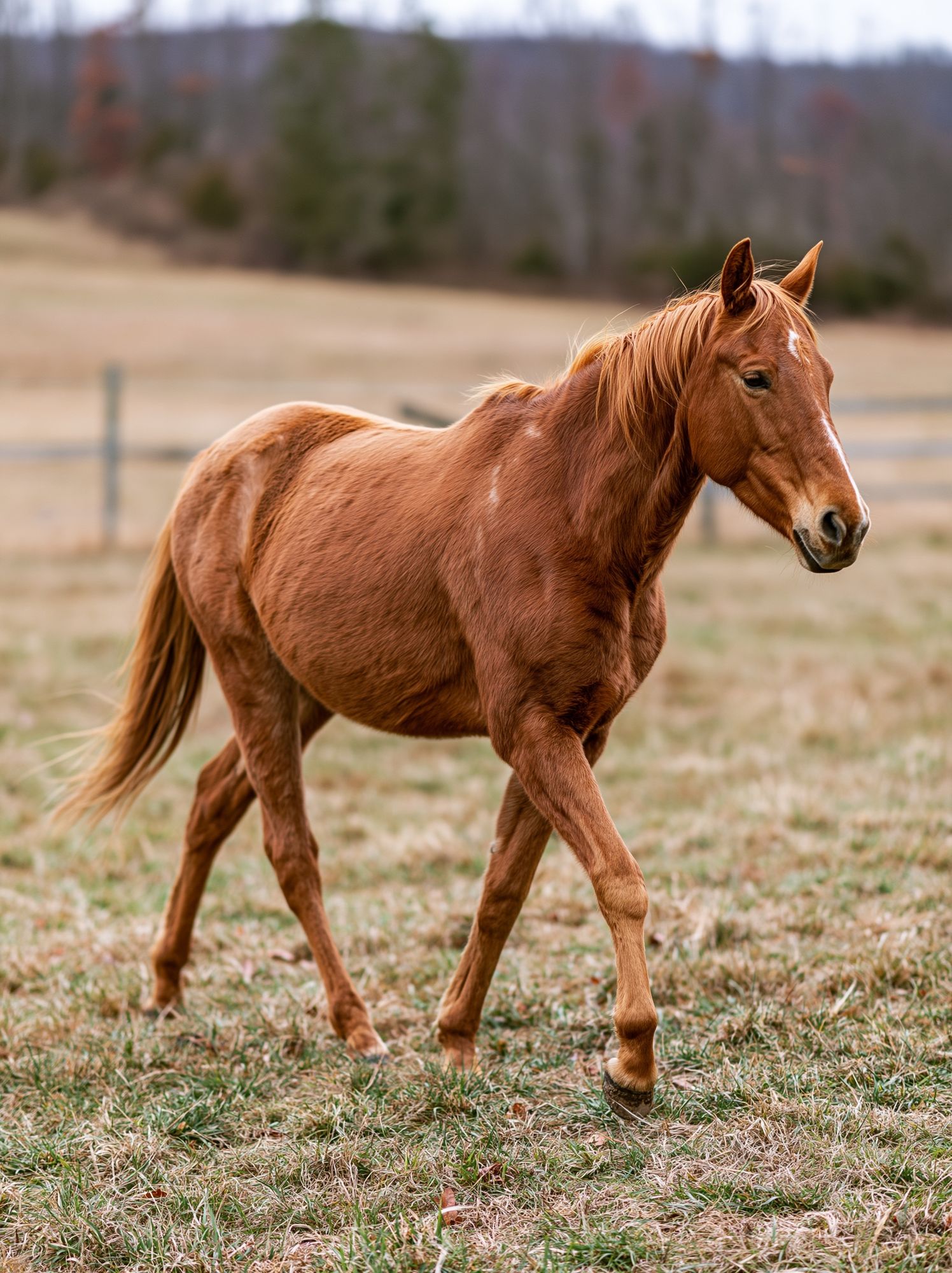 Chestnut Horse Photography Poster. poster detail