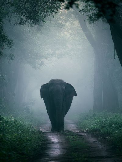 Misty Elephant Forest Poster. poster