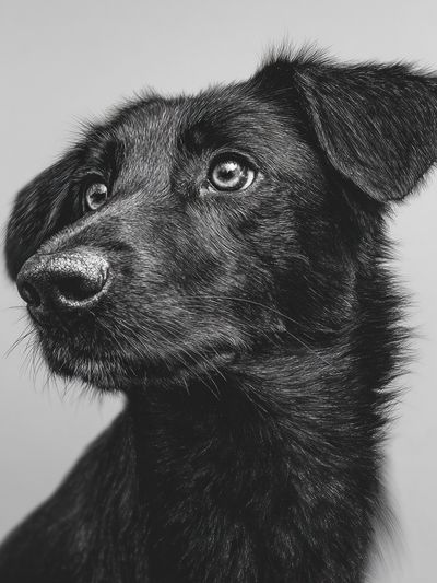 Black Dog Portrait Print. poster
