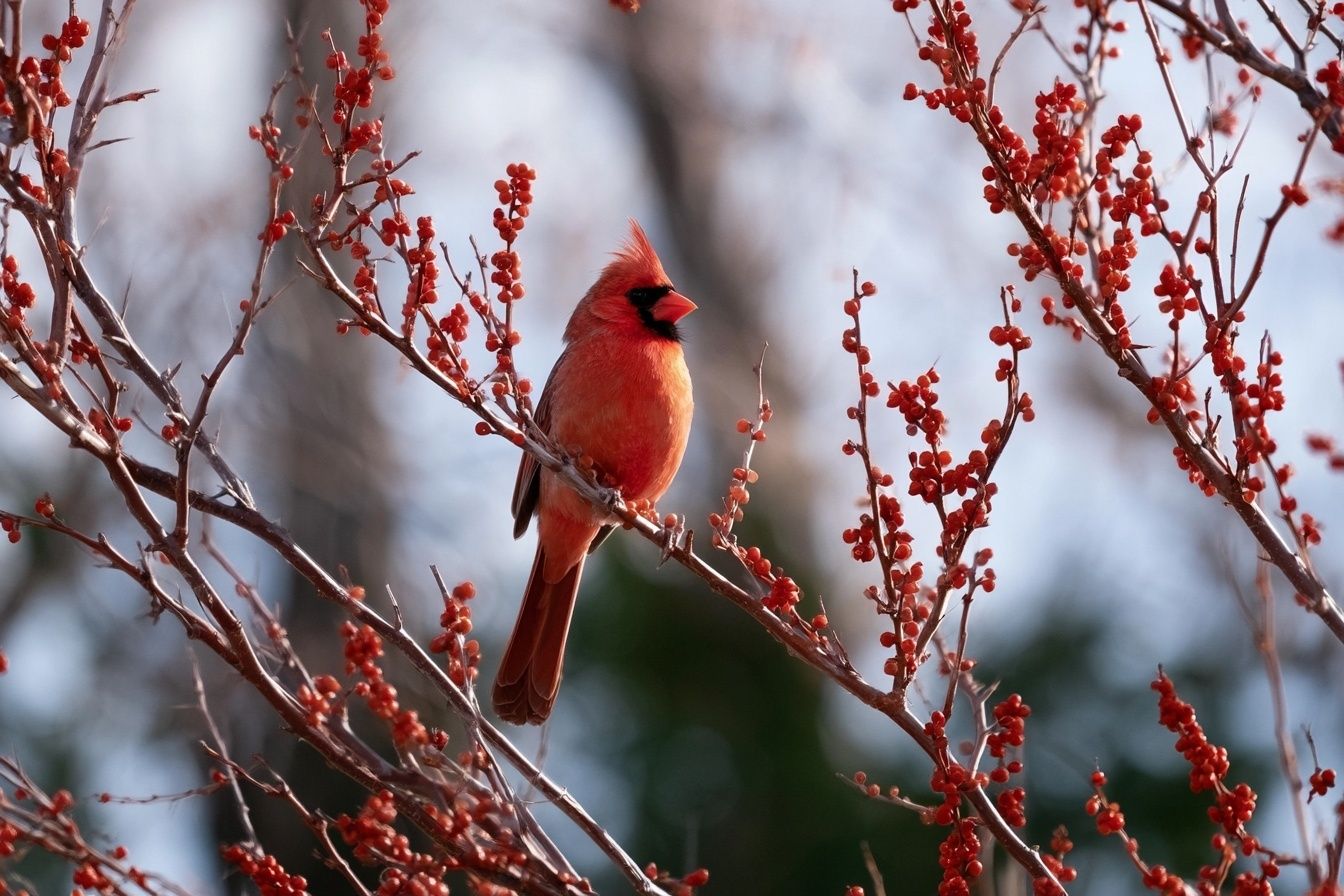 Cardinal in Winter Berries Poster. poster detail