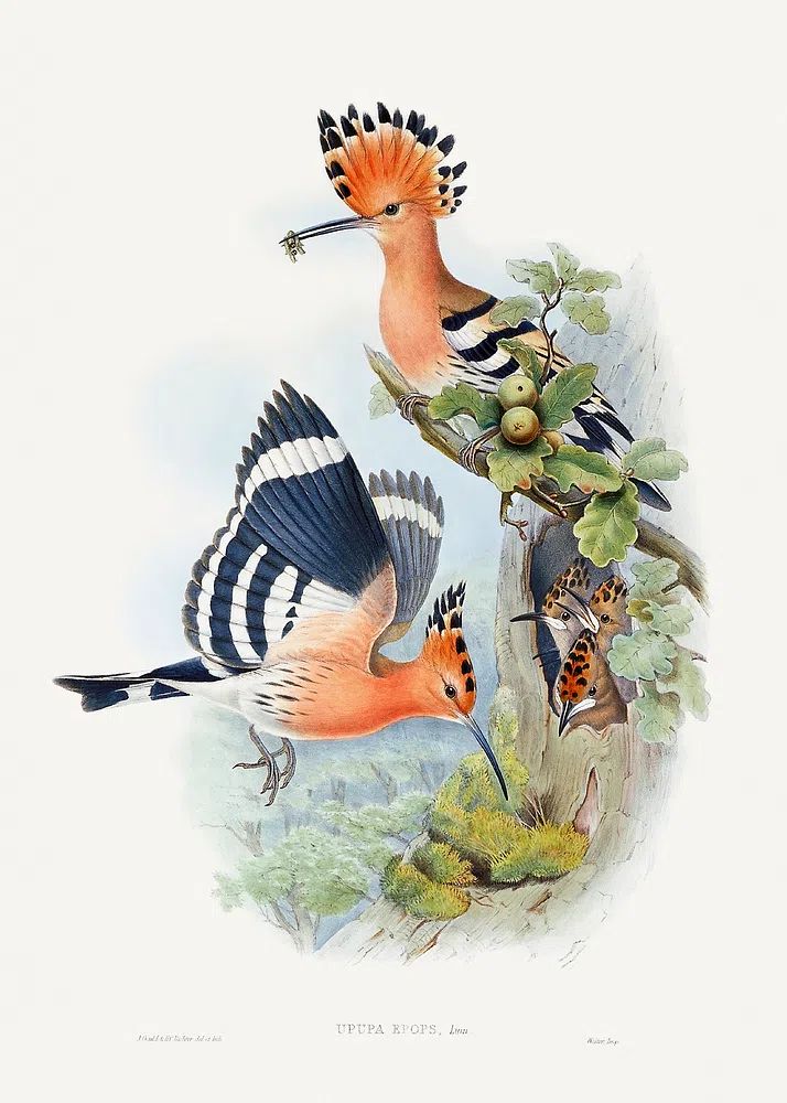 Heliomaster Angelae (1849–1887) print high. poster detail