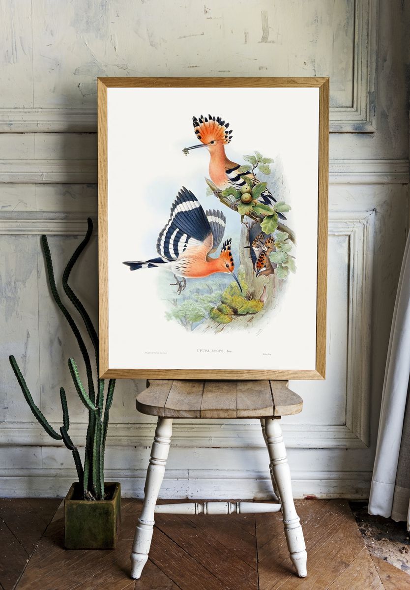 Heliomaster Angelae (1849–1887) print high. — room view 1