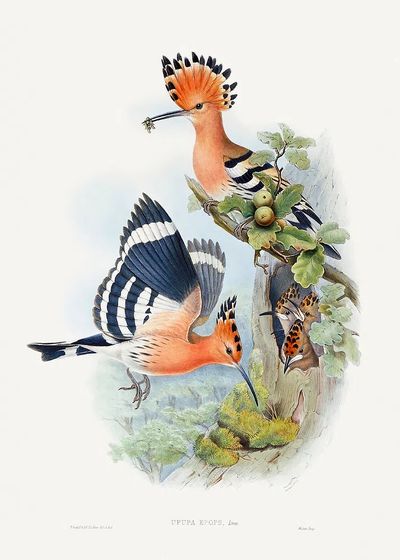 Heliomaster Angelae (1849–1887) print high. poster