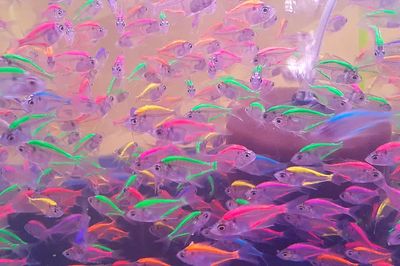 Colorful neon glowing fishes. Free. poster