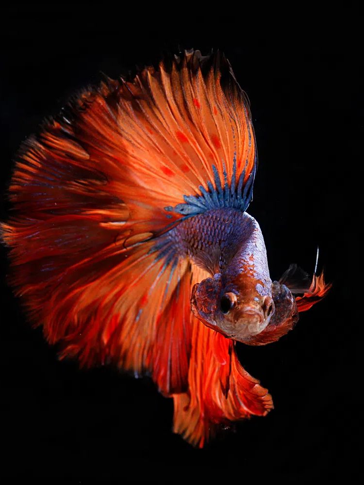 Big tail. poster — animals art
