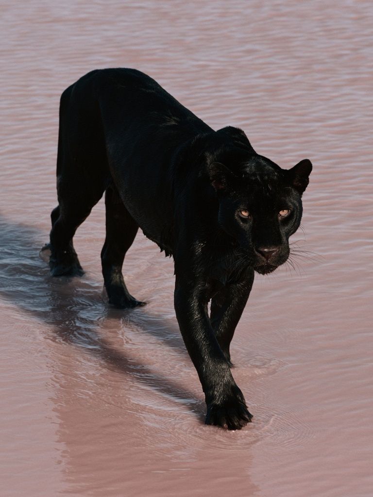 Black Panther in Water Poster. poster — animals art