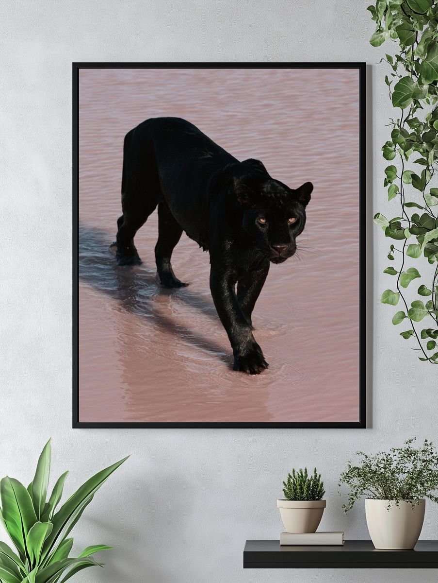 Black Panther in Water Poster. — room view 4
