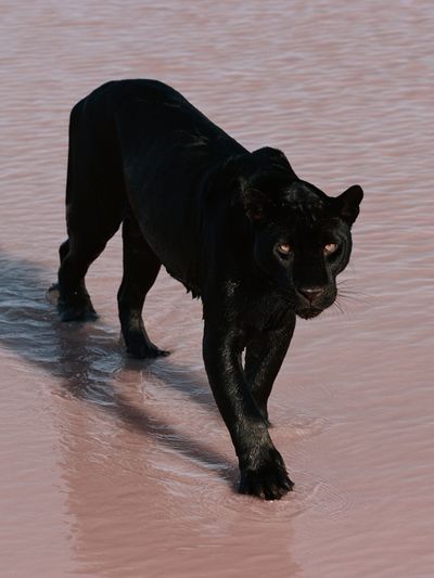 Black Panther in Water Poster. poster