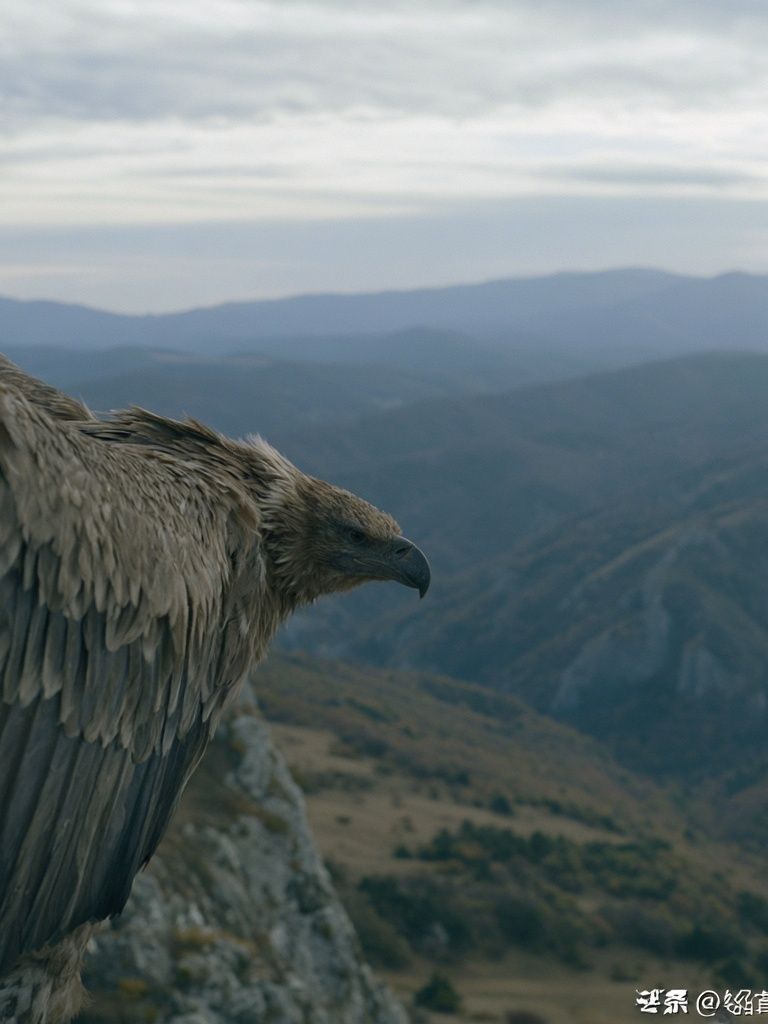 Eagle Over Mountain Valley Poster. poster detail