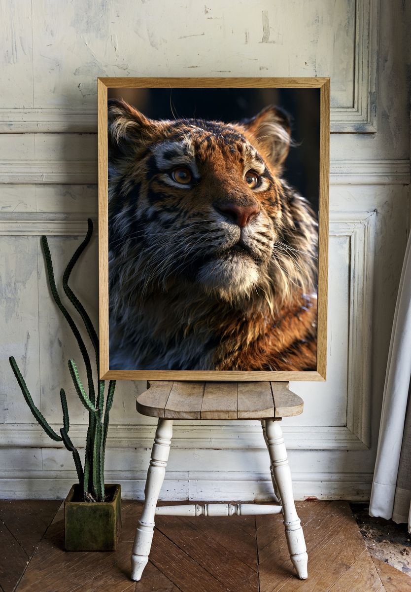 Tiger Cub Portrait Poster. — room view 1