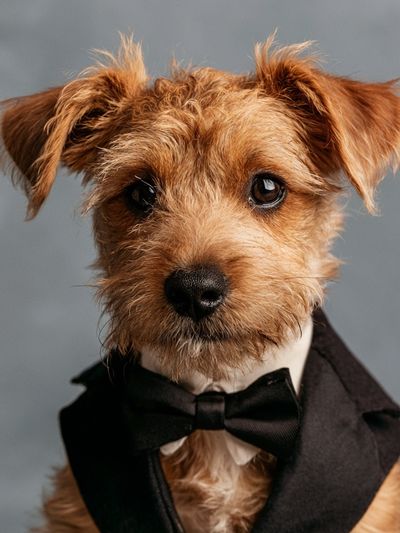 Tuxedo Terrier Portrait Poster. poster