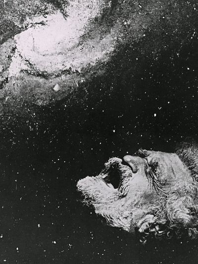 Howling Dog Black-White Poster. poster