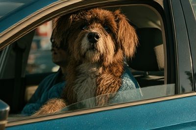 Dog in Car Portrait Poster. poster