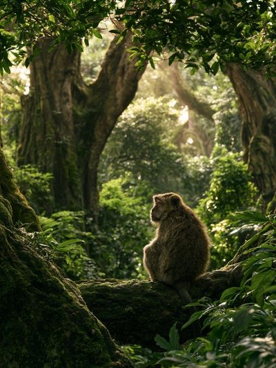 Misty Jungle Monkey Poster. poster