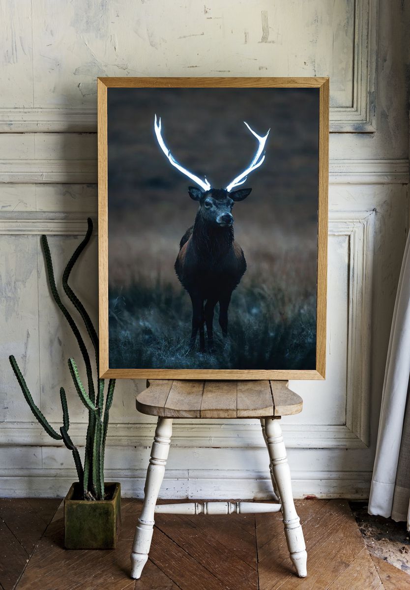 Wild deer beautiful large antlers. — room view 1