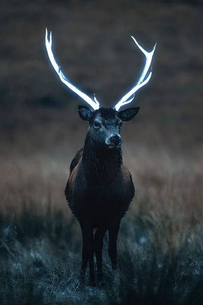 Wild deer beautiful large antlers. poster