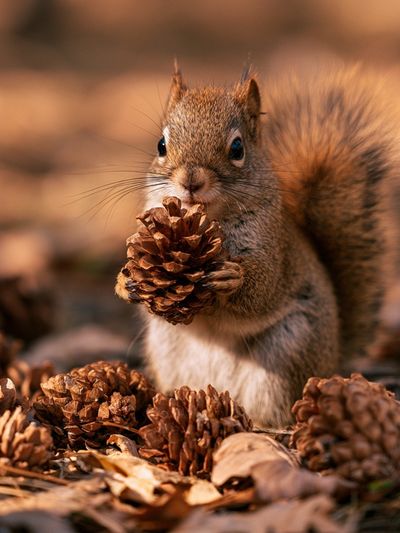 Squirrel with Pinecone Photography Poster. poster