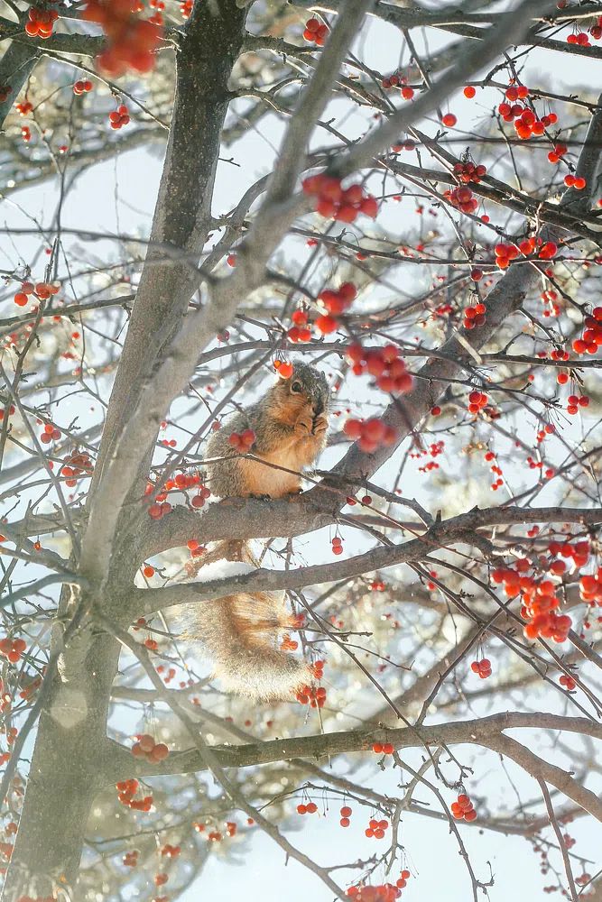 Winter Squirrel in Berry Tree Poster. poster detail