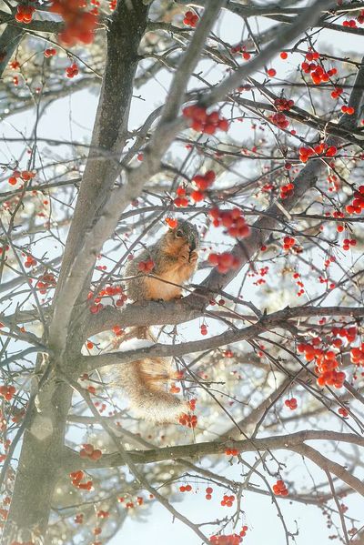 Winter Squirrel in Berry Tree Poster. poster