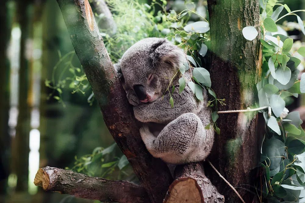 Sleeping Koala in Eucalyptus Poster. poster detail